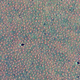 Overhead aerial view of the Australian fairy circles. Image: Bronwyn Bell